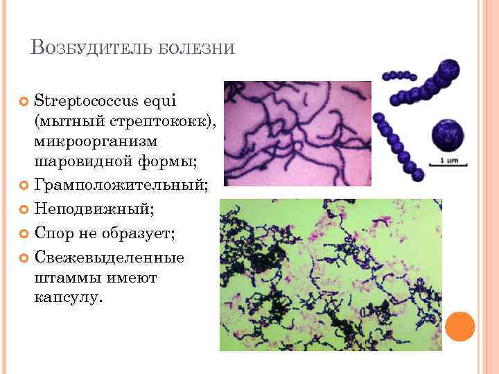 ВОЗБУДИТЕЛЬ БОЛЕЗНИ Streptococcus equi (мытный стрептококк), микроорганизм шаровидной формы; Грамположительный; Неподвижный; Спор не образует;