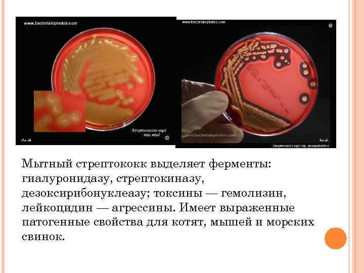 Мытный стрептококк выделяет ферменты: гиалуронидазу, стрептокиназу, дезоксирибонуклеазу; токсины — гемолизин, лейкоцидин — агрессины. Имеет