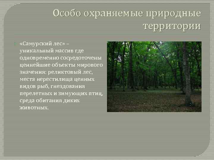 Особо охраняемые природные территории «Самурский лес» – уникальный массив где одновременно сосредоточены ценнейшие объекты