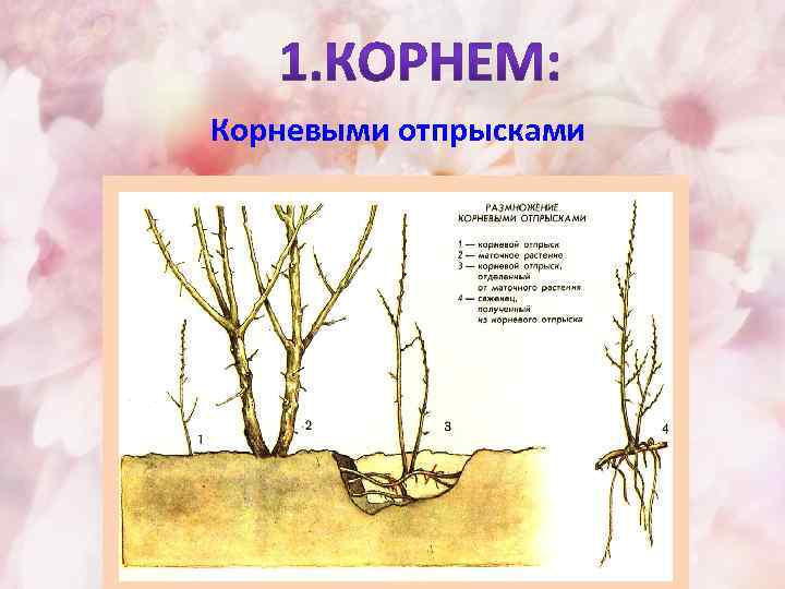 Корневыми отпрысками 