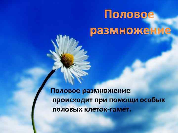 Половое размножение происходит при помощи особых половых клеток-гамет. 