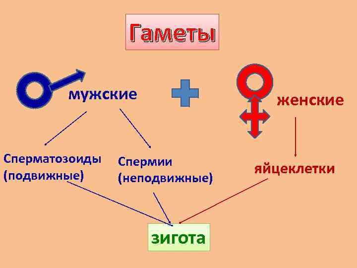 Гаметы мужские Сперматозоиды (подвижные) женские Спермии (неподвижные) зигота яйцеклетки 