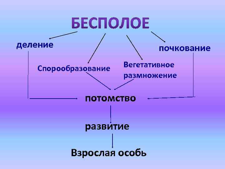 деление почкование Спорообразование Вегетативное размножение потомство развитие Взрослая особь 