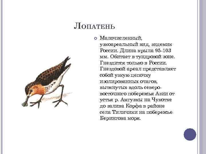 ЛОПАТЕНЬ Малочисленный, узкоареальный вид, эндемик России. Длина крыла 95 -103 мм. Обитает в тундровой