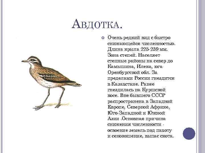 АВДОТКА. Очень редкий вид с быстро снижающейся численностью. Длина крыла 225 -239 мм. Зона