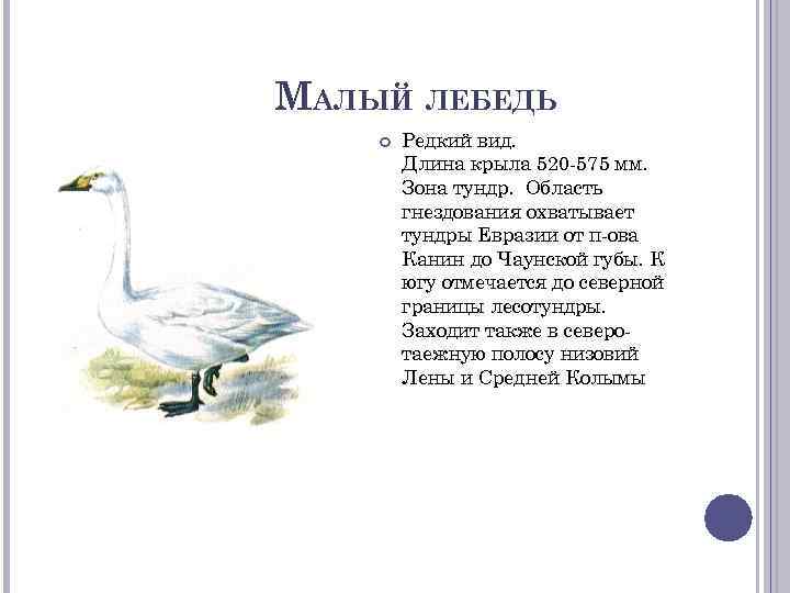 МАЛЫЙ ЛЕБЕДЬ Редкий вид. Длина крыла 520 -575 мм. Зона тундр. Область гнездования охватывает