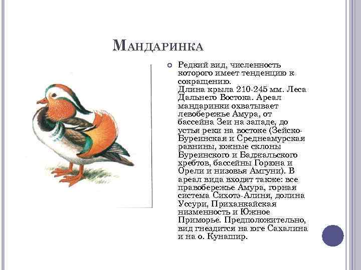 МАНДАРИНКА Редкий вид, численность которого имеет тенденцию к сокращению. Длина крыла 210 -245 мм.