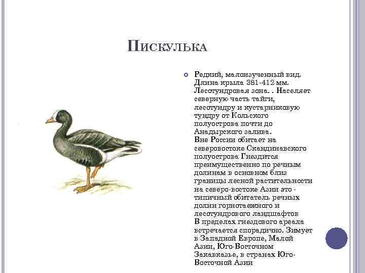 ПИСКУЛЬКА Редкий, малоизученный вид. Длина крыла 381 -412 мм. Лесотундровая зона. . Населяет северную