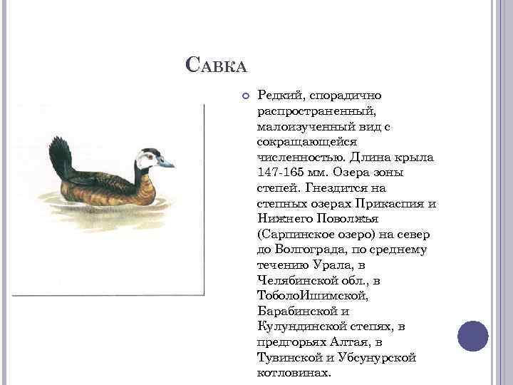 САВКА Редкий, спорадично распространенный, малоизученный вид с сокращающейся численностью. Длина крыла 147 -165 мм.