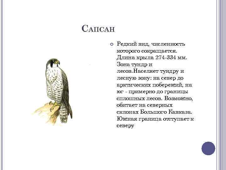 САПСАН Редкий вид, численность которого сокращается. Длина крыла 274 -334 мм. Зона тундр и