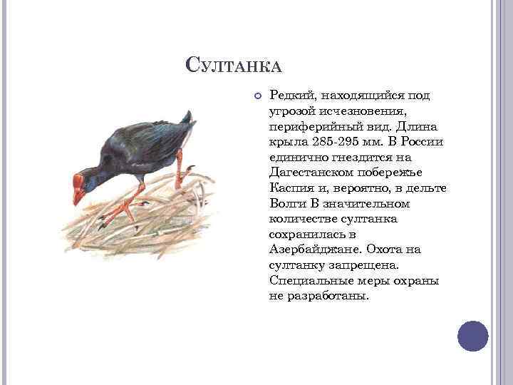 СУЛТАНКА Редкий, находящийся под угрозой исчезновения, периферийный вид. Длина крыла 285 -295 мм. В