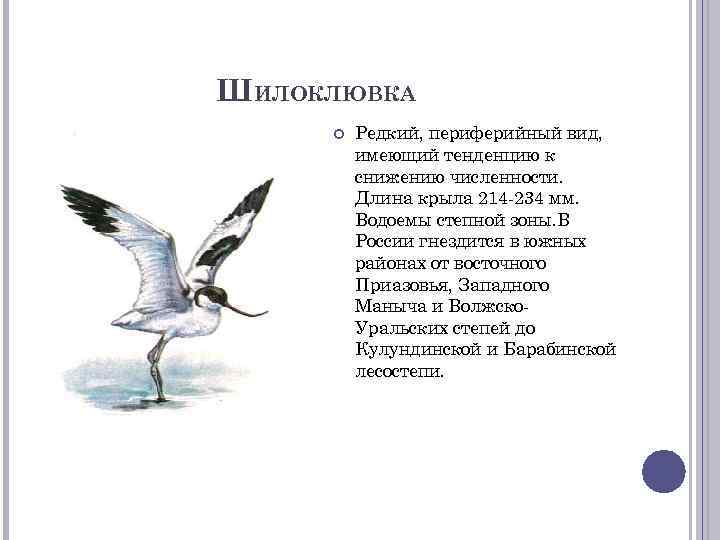 ШИЛОКЛЮВКА Редкий, периферийный вид, имеющий тенденцию к снижению численности. Длина крыла 214 -234 мм.