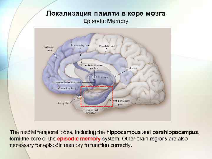 Локализация памяти в коре мозга Episodic Memory The medial temporal lobes, including the hippocampus