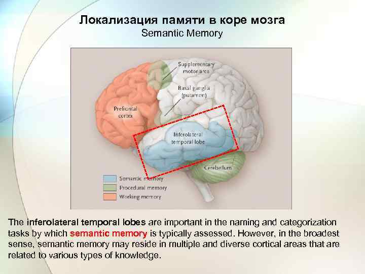 Локализация памяти в коре мозга Semantic Memory The inferolateral temporal lobes are important in
