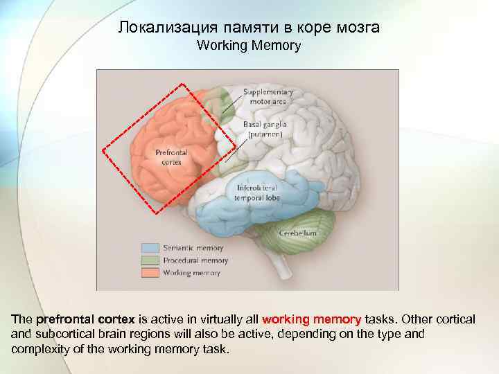 Локализация памяти в коре мозга Working Memory The prefrontal cortex is active in virtually