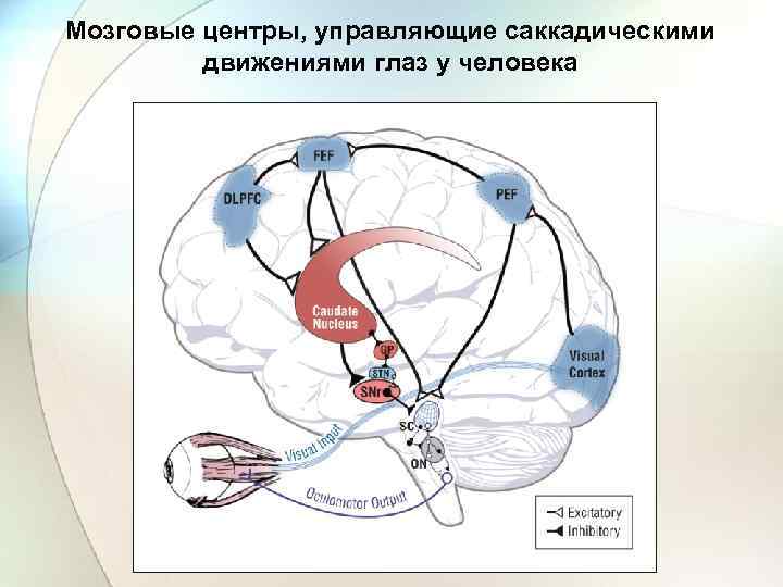 Мозговые центры, управляющие саккадическими движениями глаз у человека 