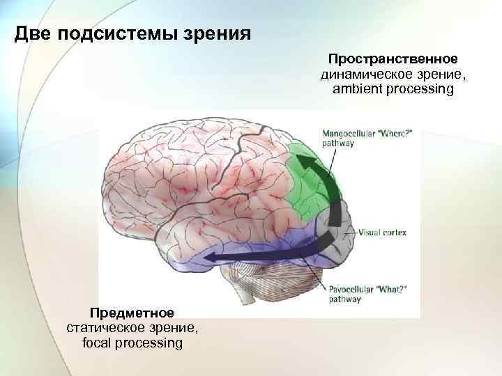 Две подсистемы зрения Пространственное динамическое зрение, ambient processing Предметное статическое зрение, focal processing 