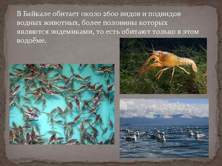  В Байкале обитает около 2600 видов и подвидов водных животных, более половины которых