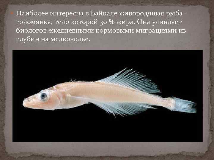  Наиболее интересна в Байкале живородящая рыба – голомянка, тело которой 30 % жира.