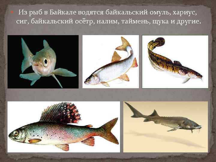  Из рыб в Байкале водятся байкальский омуль, хариус, сиг, байкальский осётр, налим, таймень,