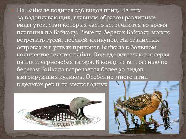  На Байкале водится 236 видов птиц. Из них 29 водоплавающих, главным образом различные