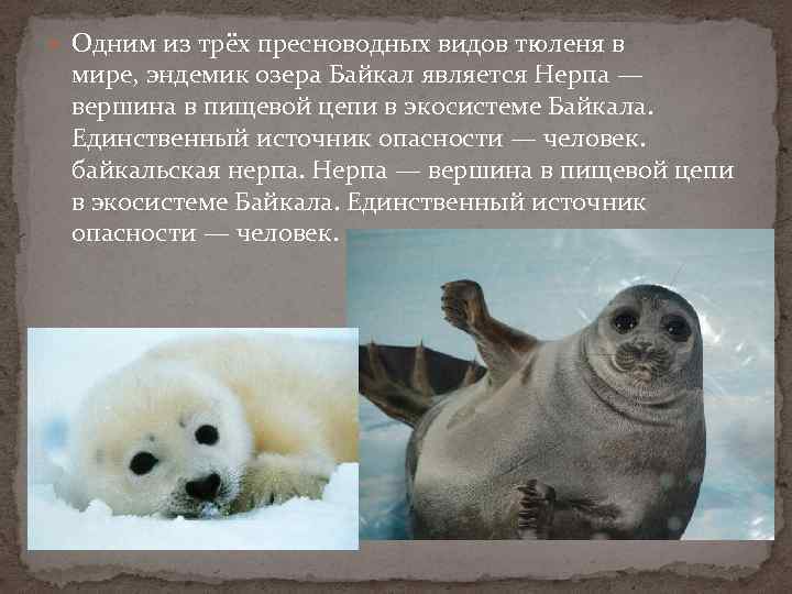  Одним из трёх пресноводных видов тюленя в мире, эндемик озера Байкал является Нерпа