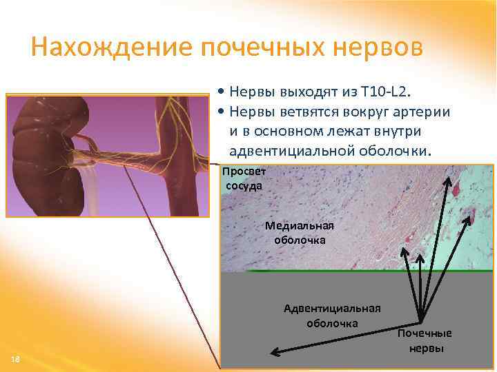 Нахождение почечных нервов • Нервы выходят из T 10 -L 2. • Нервы ветвятся