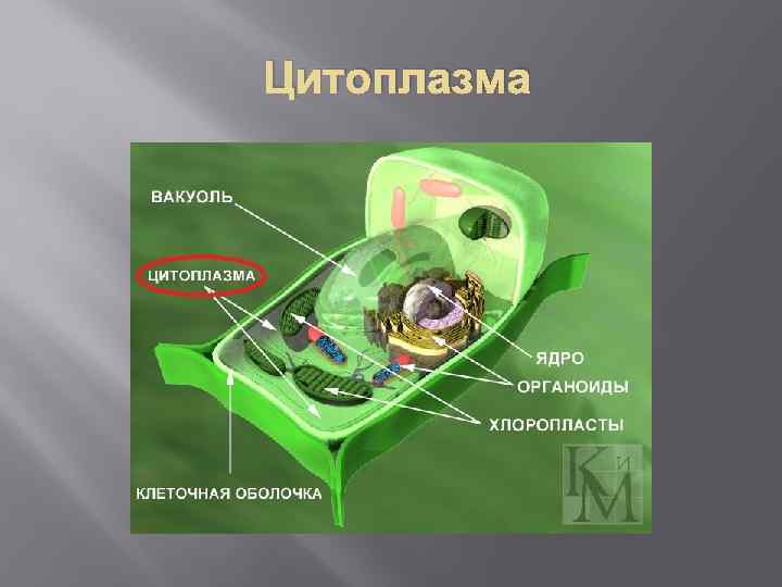 Цитоплазма представляет собой