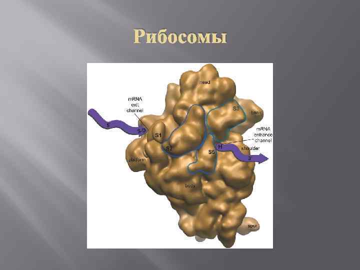 Строение рибосома рисунок