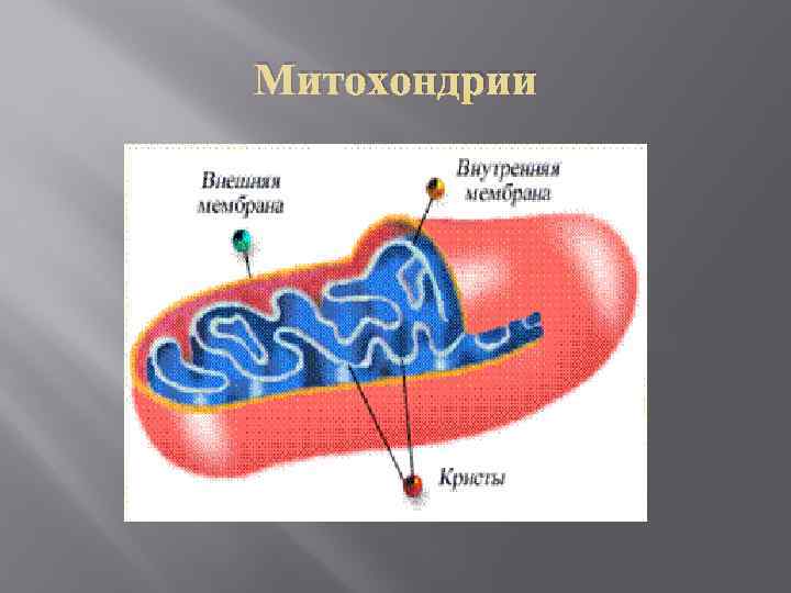 Что такое митохондрии у человека простыми словами. Митохондрии это в биологии. Строение митохондрии клетки. Схематическое изображение митохондрии. Митохондрия человека строение.