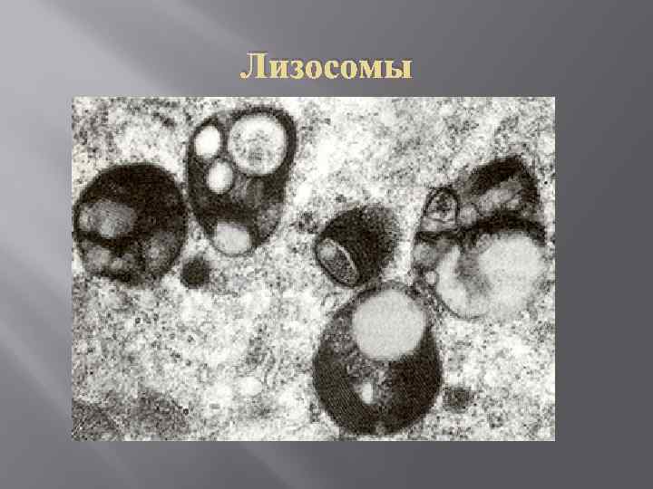 Лизосомы 