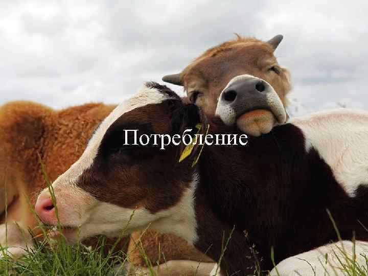 Потребление 