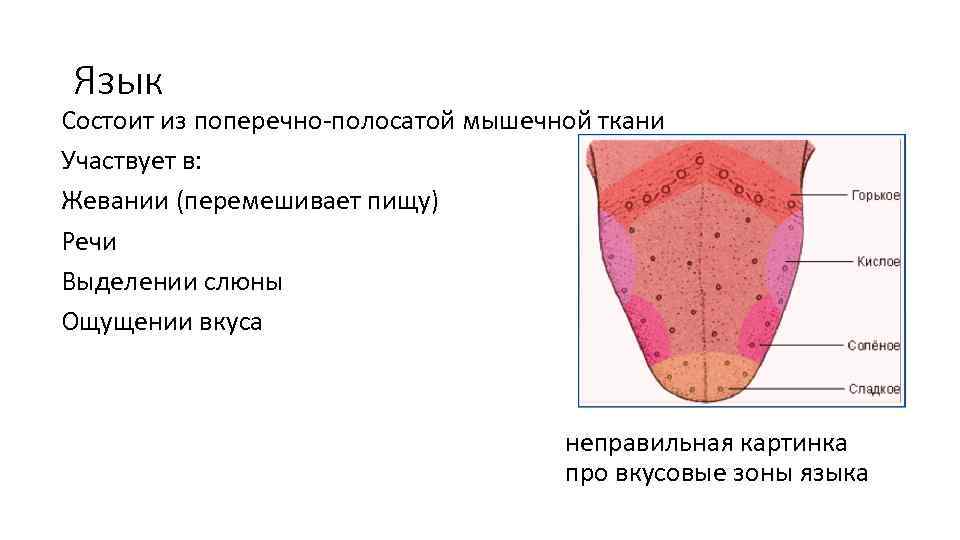 Язык Состоит из поперечно-полосатой мышечной ткани Участвует в: Жевании (перемешивает пищу) Речи Выделении слюны