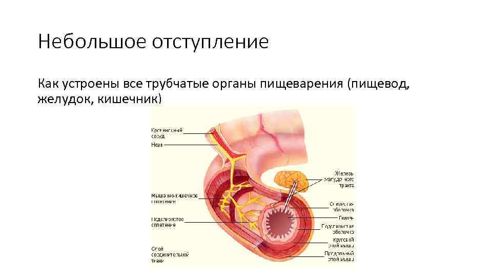 Пищевод толстая кишка желудок схема