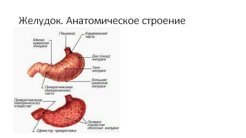 Желудок. Анатомическое строение 