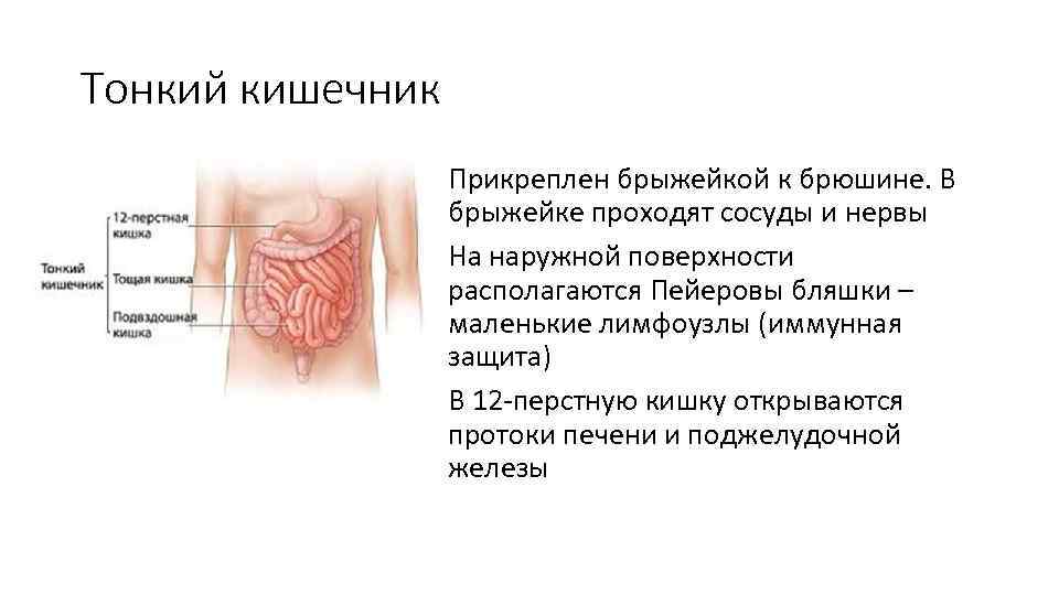 Тонкий кишечник Прикреплен брыжейкой к брюшине. В брыжейке проходят сосуды и нервы На наружной