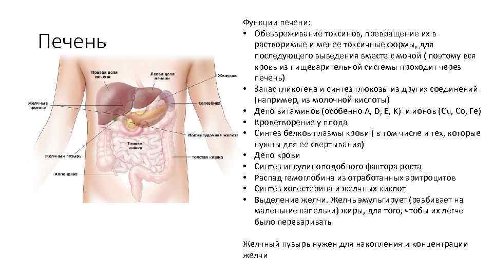Печень Функции печени: • Обезвреживание токсинов, превращение их в растворимые и менее токсичные формы,