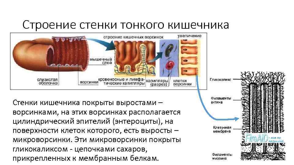 Строение стенки. Строение стенки тонкой кишки и ворсинки. Строение стенки тонкой кишки анатомия. Строение внутреннего слоя тонкого кишечника. Микроворсинки тонкого кишечника функция.