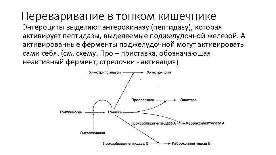 Переваривание в тонком кишечнике Энтероциты выделяют энтерокиназу (пептидазу), которая активирует пептидазы, выделяемые поджелудочной железой.