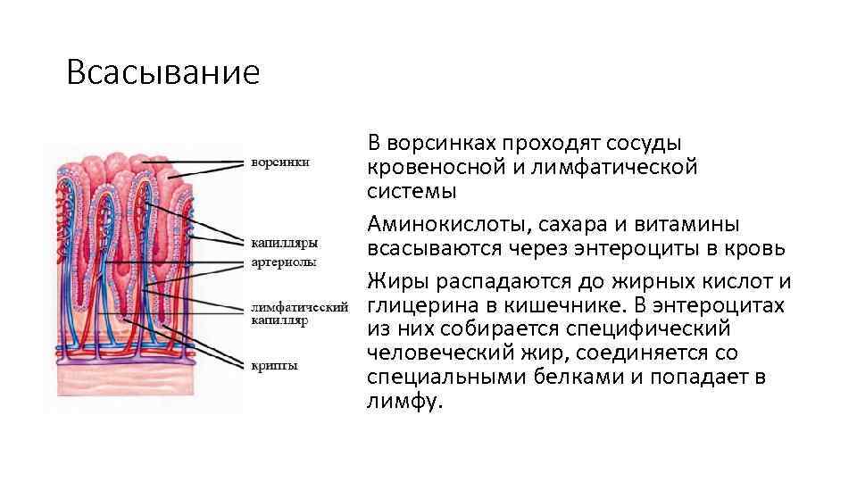 Всасывание • В ворсинках проходят сосуды кровеносной и лимфатической системы • Аминокислоты, сахара и