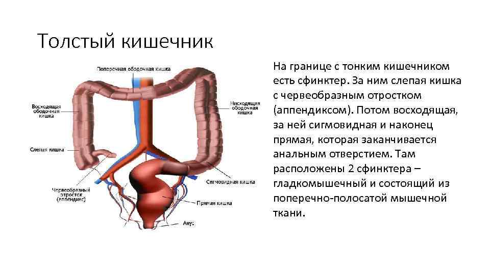 Толстый кишечник На границе с тонким кишечником есть сфинктер. За ним слепая кишка с