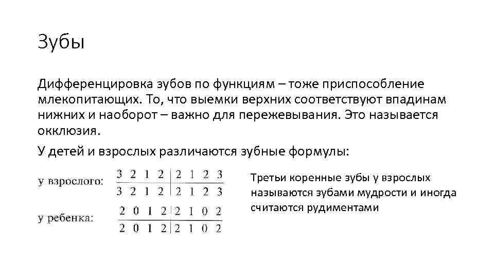 Зубы Дифференцировка зубов по функциям – тоже приспособление млекопитающих. То, что выемки верхних соответствуют