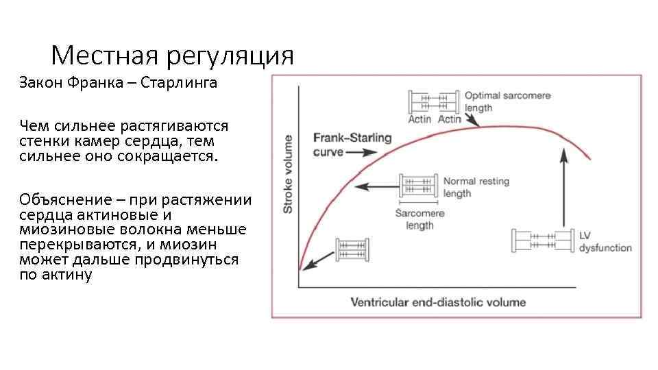 Схема старлинга патофизиология