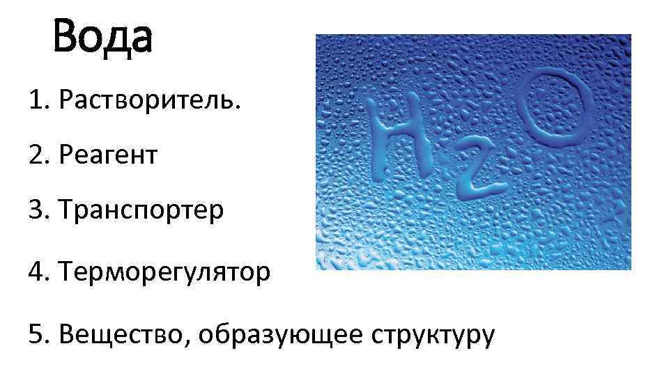 Вода 1. Растворитель. 2. Реагент 3. Транспортер 4. Терморегулятор 5. Вещество, образующее структуру 