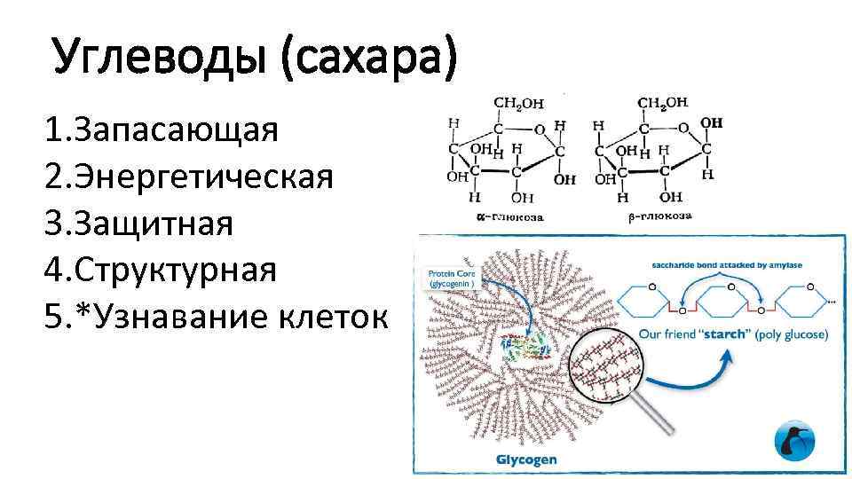 Углеводы (сахара) 1. Запасающая 2. Энергетическая 3. Защитная 4. Структурная 5. *Узнавание клеток 