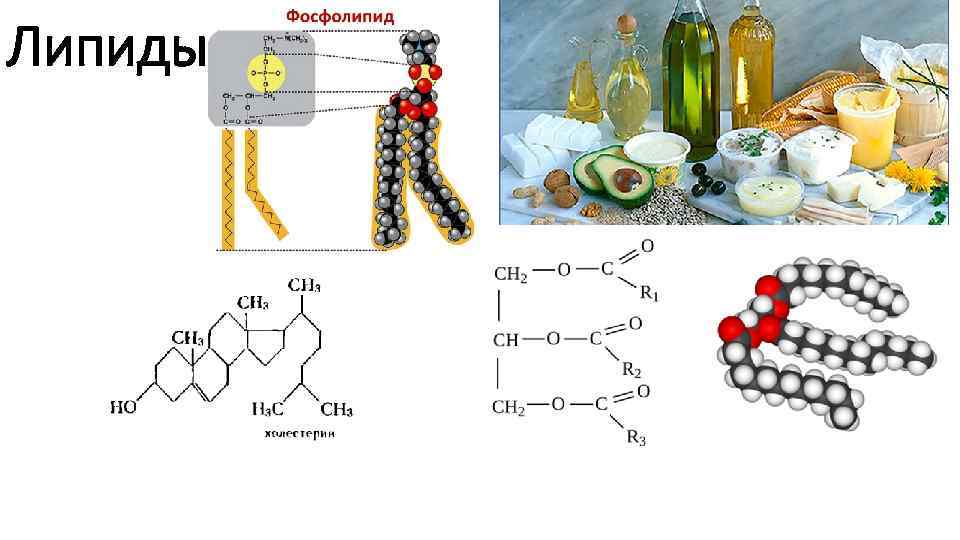 Липиды 