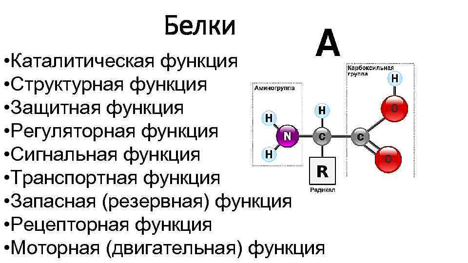 Белки • Каталитическая функция • Структурная функция • Защитная функция • Регуляторная функция •