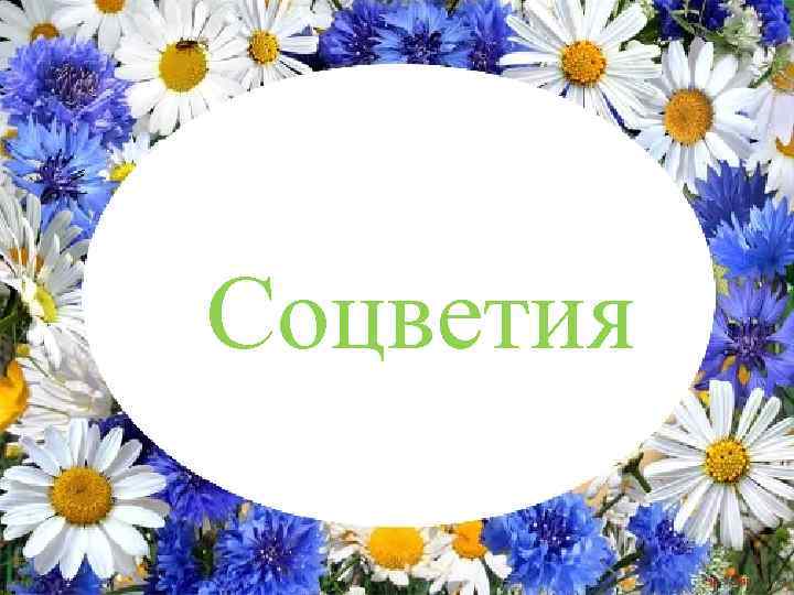 Соцветия Автор: Лабунец Ольга Юрьевна учитель биологии МОУ СОШ № 4 г. Мытищи 