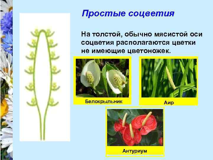 Простые соцветия На толстой, обычно мясистой оси соцветия располагаются цветки не имеющие цветоножек. Белокрыльник