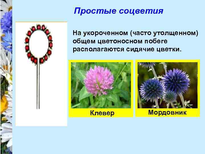 Простые соцветия На укороченном (часто утолщенном) общем цветоносном побеге располагаются сидячие цветки. Клевер Мордовник